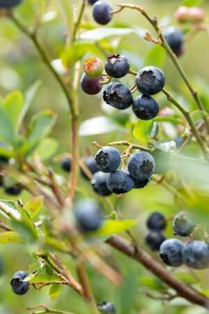 VACCINIUM CORYMBOSUM MIXED