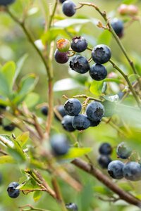 VACCINIUM CORYMBOSUM MIXED