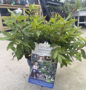 Vaccinium 'Lucky Berry' ®    CAC