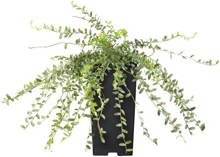 Vaccinium macrocarpon 'Cranberry'