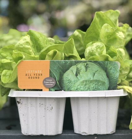 Veg Lettuce All Year Round Cellpak