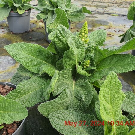 VERBASCUM Dark Eyes