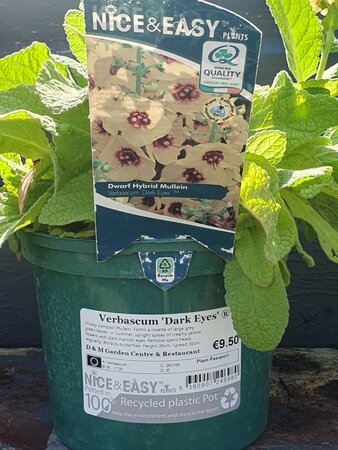 VERBASCUM Dark Eyes
