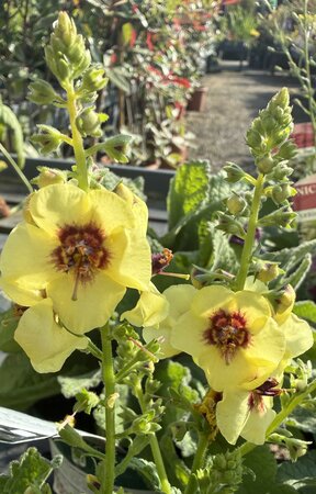 Verbascum ''Dark Eyes'' ® - image 1