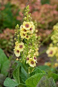 Verbascum 'Dark Eyes' ®