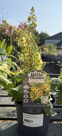 Verbascum ''Dark Eyes'' ® - image 2