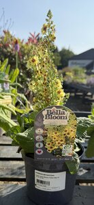 Verbascum ''Dark Eyes'' ® - image 2