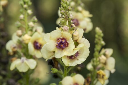 Verbascum ''Dark Eyes'' ®