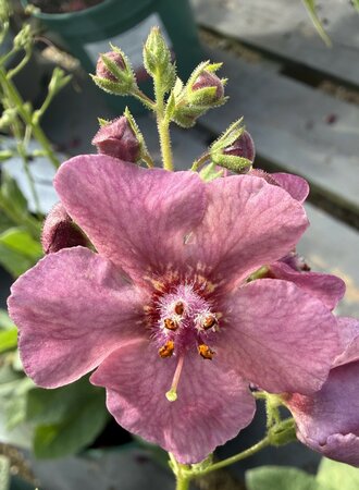 Verbascum Plum Smokey ®