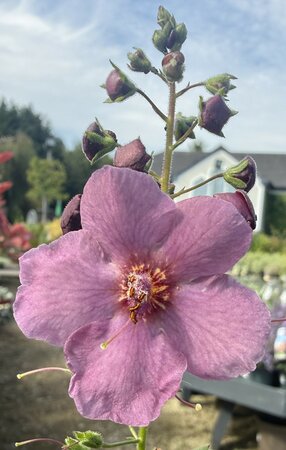 Verbascum Sugar Plum - image 1