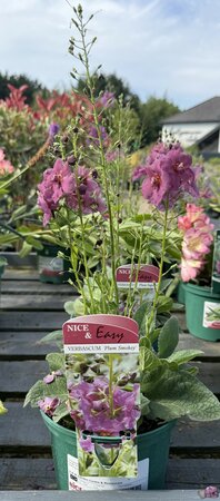 Verbascum Sugar Plum - image 2