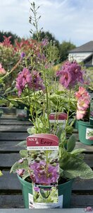 Verbascum Sugar Plum - image 2