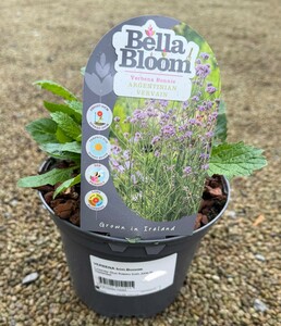 VERBENA bon.Bonnie