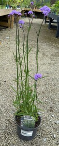 VERBENA bon. Lollipop - image 2