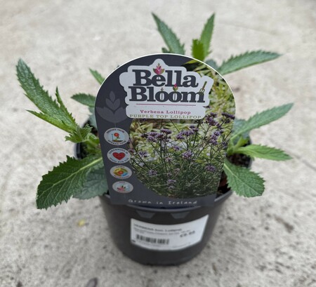 VERBENA bon. Lollipop