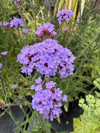 VERBENA bon. Lollipop - image 1