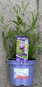 Verbena bonariensis