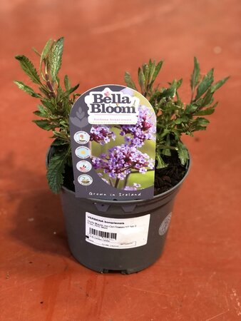 VERBENA bonariensis