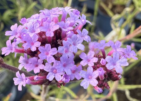Verbena bonariensis 'Lollipop' - image 1