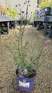 Verbena bonariensis 'Lollipop' - image 2