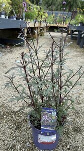 Verbena officinalis 'Bampton'