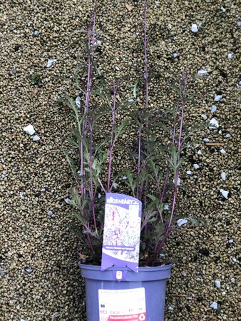 Verbena officinalis 'Bampton'