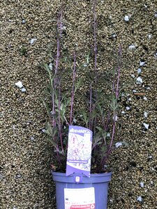 Verbena officinalis 'Bampton'
