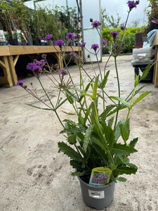 Verbena regida Purple - image 2