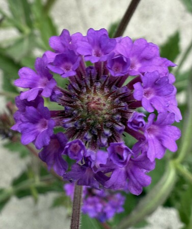 Verbena regida Purple - image 1