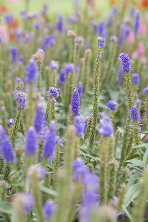 VERONICA IN VARIETIES