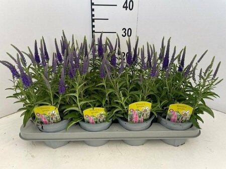 Veronica spicata blue  P13