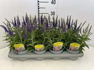 Veronica spicata blue  P13