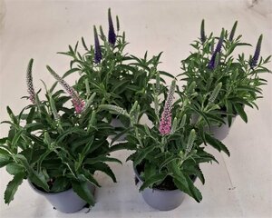 Veronica spicata mix