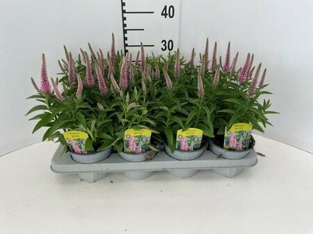Veronica spicata pink P13