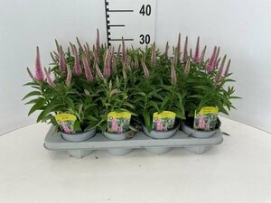 Veronica spicata pink  P13