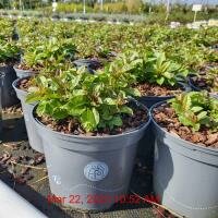 VERONICA Ulster Blue Dwarf
