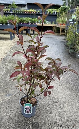 VIBURNUM BOD. CHARLES LAMONT