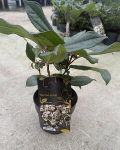 Viburnum davidii