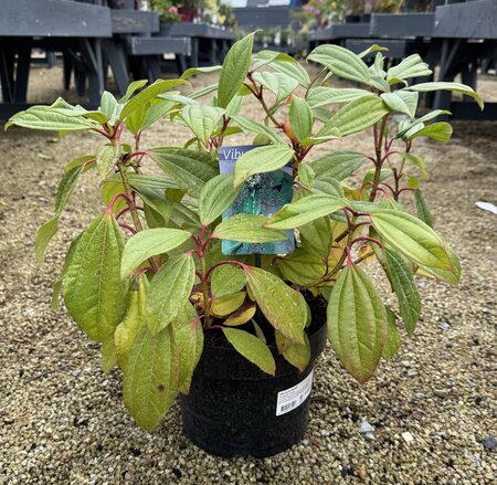 Viburnum davidii