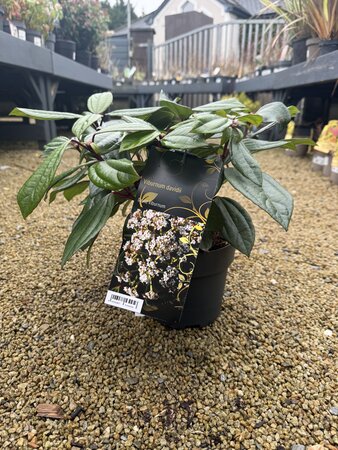 Viburnum davidii