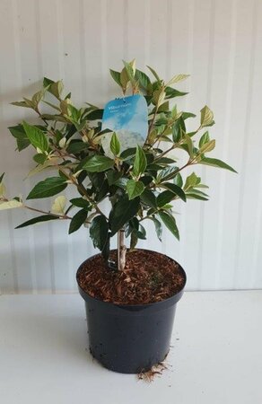 Viburnum 'Eskimo' 30-40 CM