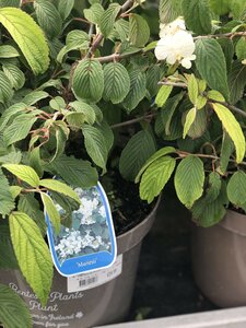 VIBURNUM PLICATUM MARIESII