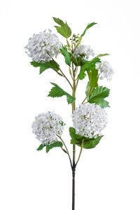 Viburnum spray 75cm cream