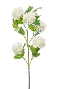 Viburnum spray x5 cream
