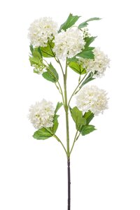 Viburnum spray x5  cream