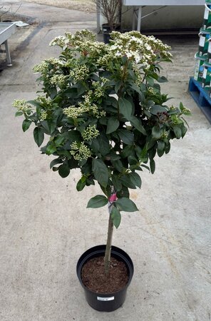 Viburnum tinus