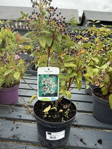 VIBURNUM TINUS