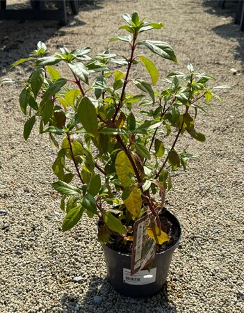 VIBURNUM tinus