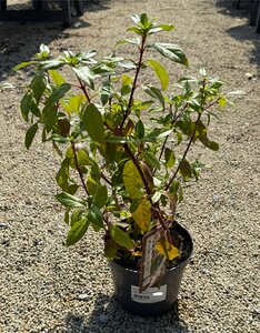 VIBURNUM tinus