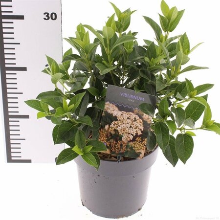 Viburnum tinus 35-40 CM C2